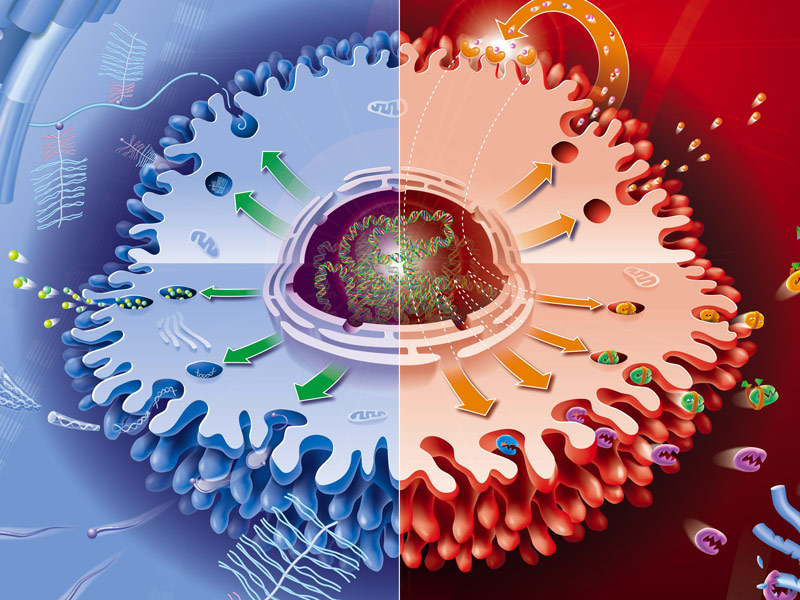 L'ARTHROSE AU NIVEAU CELLULAIRE