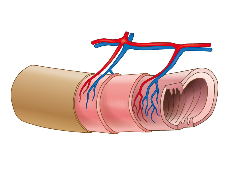 Digestion et absorption