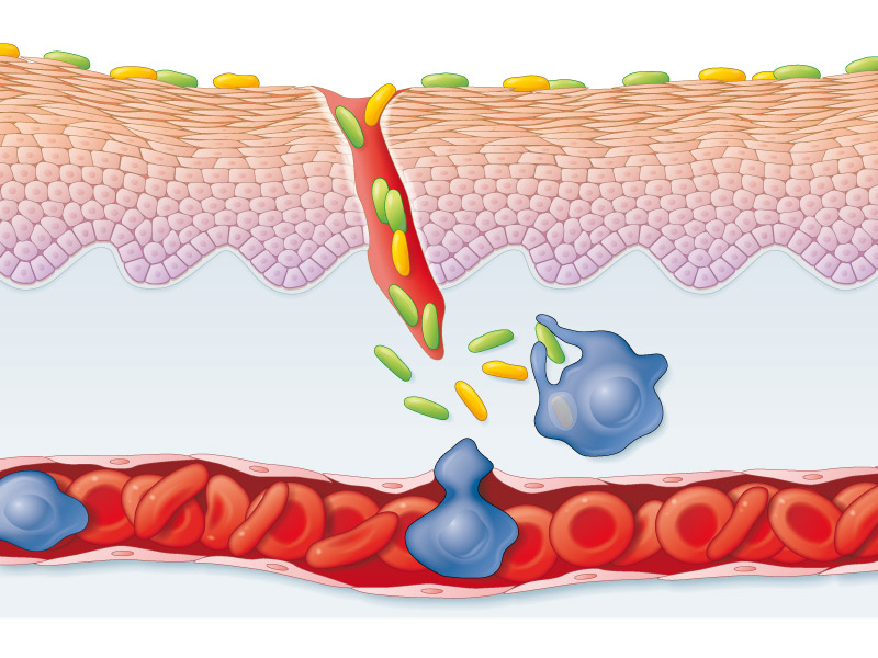 Mécanisme de la phagocytose