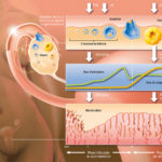 illustration-medicale-scientifique-didactique-cycle-ovarien-estrogene