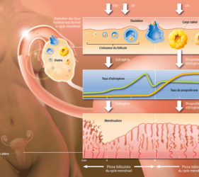 illustration-medicale-scientifique-didactique-cycle-ovarien-estrogene