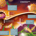 illustration-medicale-scientifique-didactique-cycle-vih-sida
