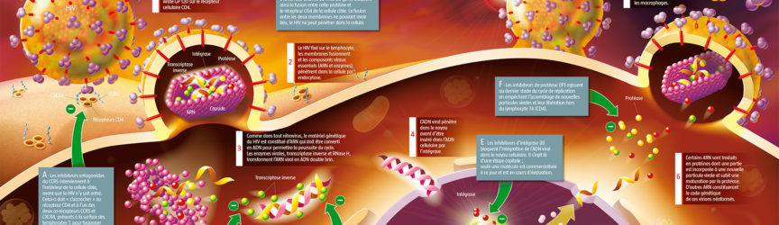 illustration-medicale-scientifique-didactique-cycle-vih-sida