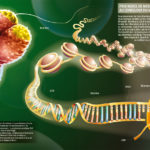 illustration-medicale-scientifique-didactique-telomerase-nobel-medecine-vieillissement-cancer