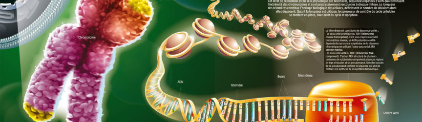 illustration-medicale-scientifique-didactique-telomerase-nobel-medecine-vieillissement-cancer