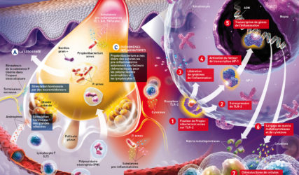 illustration-medicale-scientifique-3D-acne-sebum-epiduo