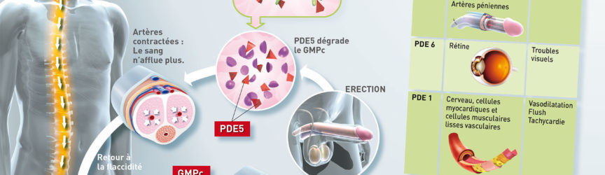 illustration-medicale-scientifique-dysfonction-erectile-erection