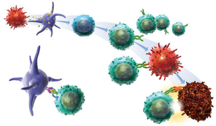 illustration-medicale-scientifique-immunologie-lymphocytes-antigenes-tumorale-laboratoire