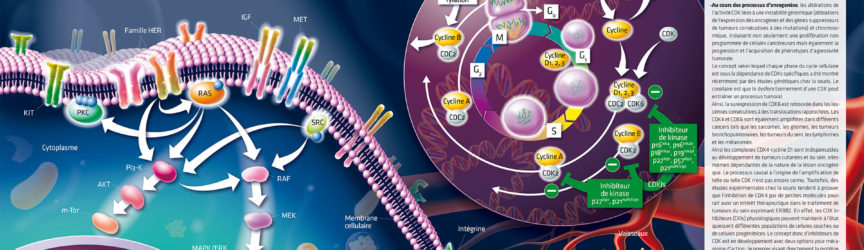 illustration-medicale-scientifique-oncologie-cancers-cycle-cellulaire-CDKs-presse-magazine