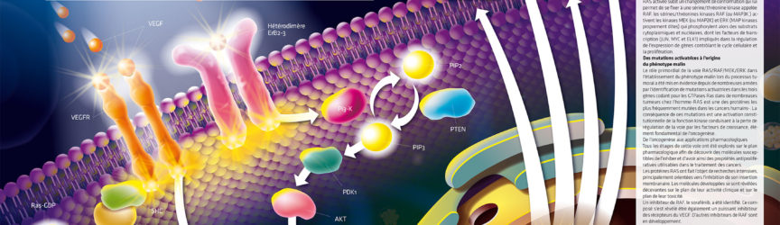 illustration-medicale-scientifique-oncologie-cancers-ERK-RAF-MEK-cycline-presse-magazine