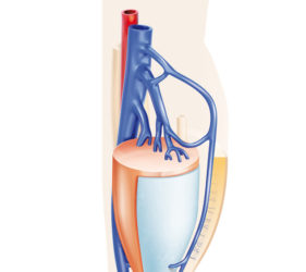 Vue en coupe de trois-quart de l'anatomie du mollet.