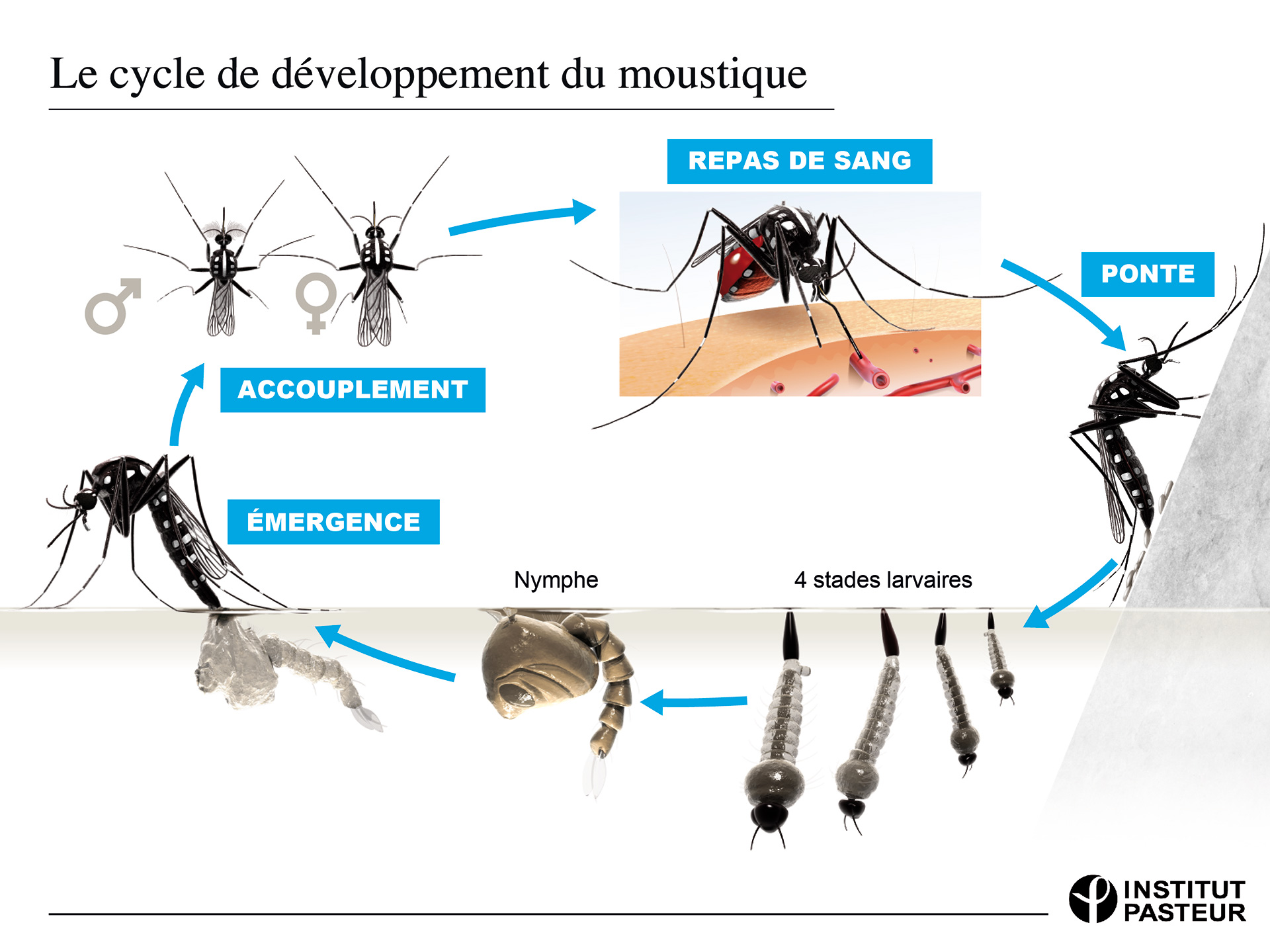Duree De Vie D Un Moustique Moustique Aedes albopictus | Illustration médicale et scientifique