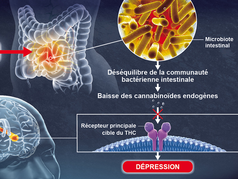 Microbiote intestinal et cerveau