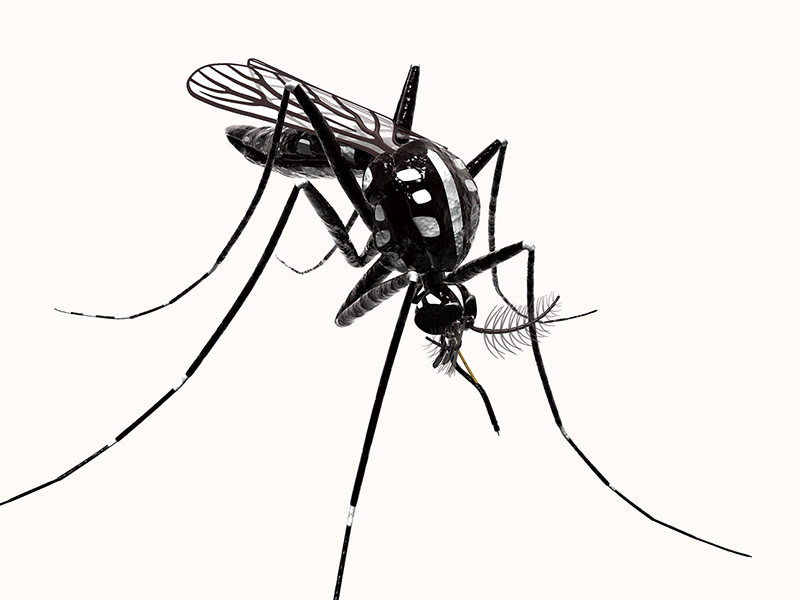 Moustique Aedes albopictus